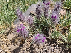 Stachys lavandulifolia, photograph (c) Mehrad Rousta, some rights reserved (CC BY-SA)