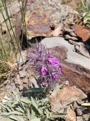 Stachys lavandulifolia, photograph (c) Mehrad Rousta, some rights reserved (CC BY-SA)