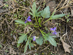 Viola egglestonii
