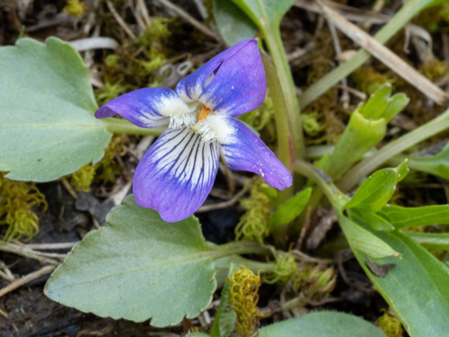 Viola egglestonii, photograph 1