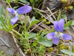 Viola egglestonii, photograph (c) Turner Brockman, some rights reserved (CC BY-SA)
