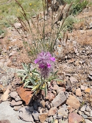 Stachys lavandulifolia, photograph (c) Mehrad Rousta, some rights reserved (CC BY-SA)