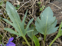 Viola egglestonii, photograph (c) Turner Brockman, some rights reserved (CC BY-SA)