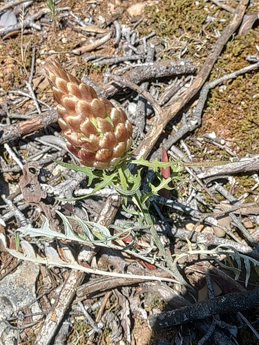 pinecone thistle