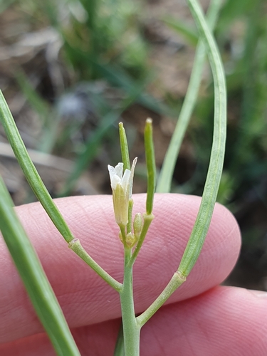 Conringia orientalis