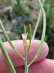 Conringia orientalis, photograph (c) Mehdi Chetibi, some rights reserved (CC BY)