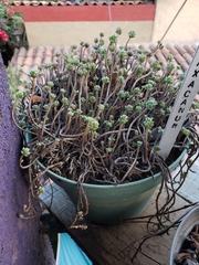 Sedum oaxacanum