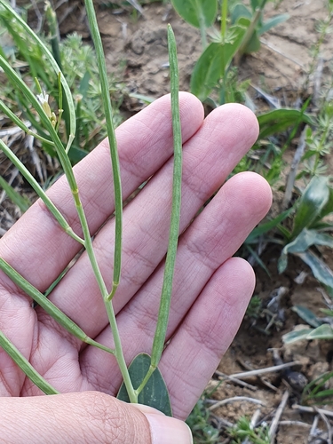 Conringia orientalis, photograph 2