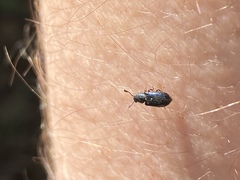 Necrobia violacea