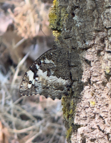 Great Banded Grayling