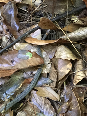 Storeria occipitomaculata obscura