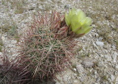 Echinomastus johnsonii lutescens