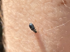 Necrobia violacea