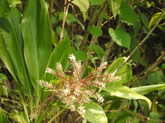 Cordyline fruticosa