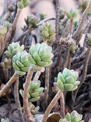 Sedum oaxacanum