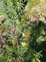 Lupinus