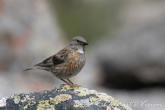 Altai Accentor photo 2