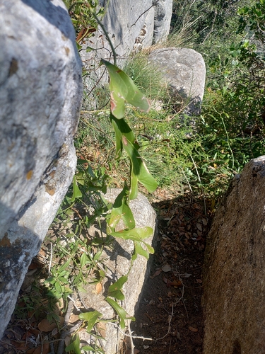 Rough Bindweed