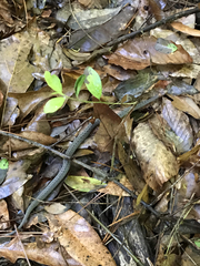 Storeria occipitomaculata obscura