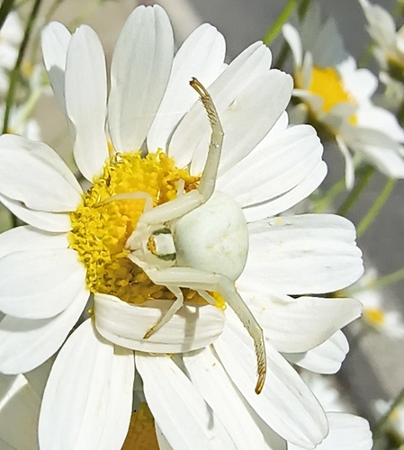 Goldenrod Crab Spider