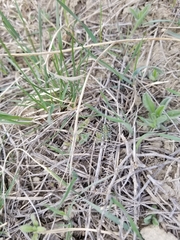 Cicindela decemnotata