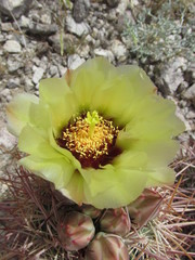 Echinomastus johnsonii lutescens