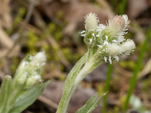 Antennaria plantaginifolia