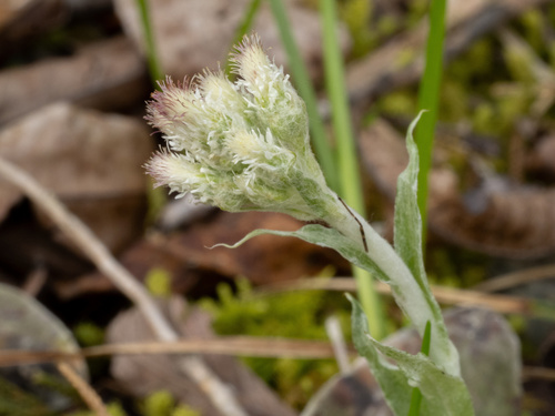 Antennaria plantaginifolia, photograph 1