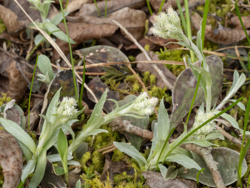 Antennaria plantaginifolia, photograph 2