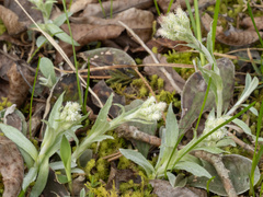 Antennaria plantaginifolia, photograph (c) Turner Brockman, some rights reserved (CC BY-SA)