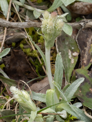 Antennaria plantaginifolia, photograph (c) Turner Brockman, some rights reserved (CC BY-SA)