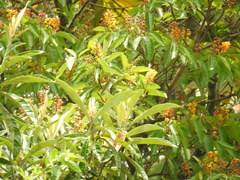 Byrsonima crassifolia