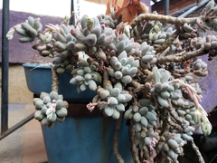 Pachyphytum rzedowskii