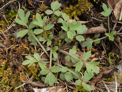 Ranunculus fascicularis