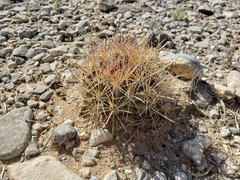 Coryphantha robustispina