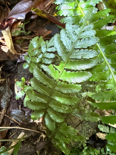 Bolbitis appendiculata observed 2026-06-13