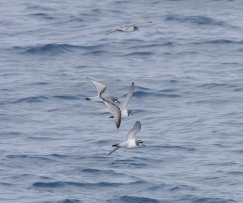 iNaturalist image