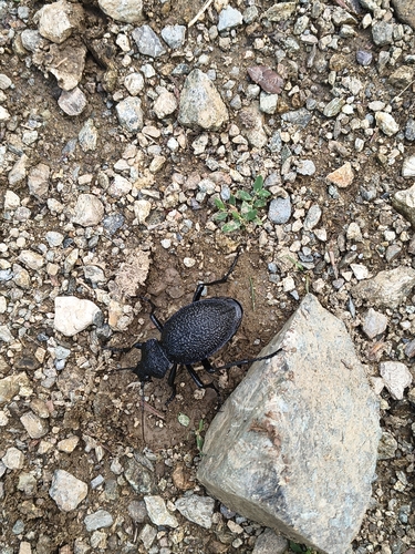 Carabus gigas