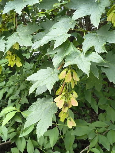 sycamore maple