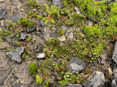 (c) Turner Brockman, some rights reserved (CC BY-SA) Sedum pulchellum, photograph (c) Turner Brockman, some rights reserved (CC BY-SA)