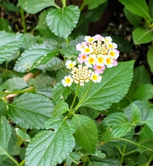 Lantana × strigocamara