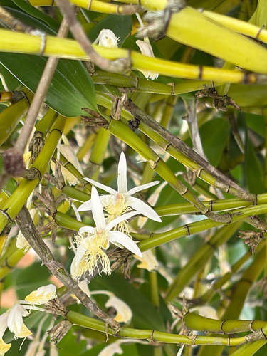 Dendrobium comatum observed 2026-06-13