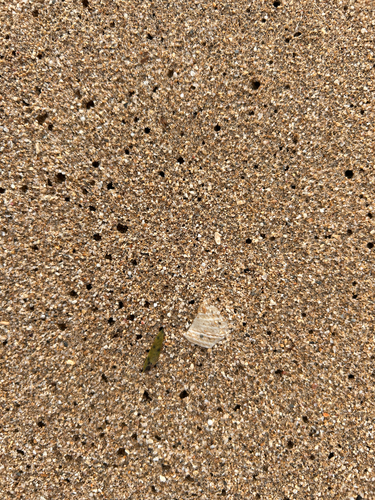 Antigona reticulata observed 2026-06-04