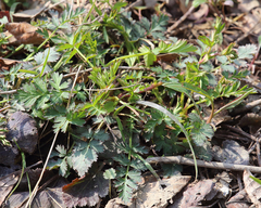 Geum vernum