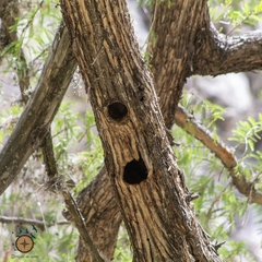 Melanerpes aurifrons
