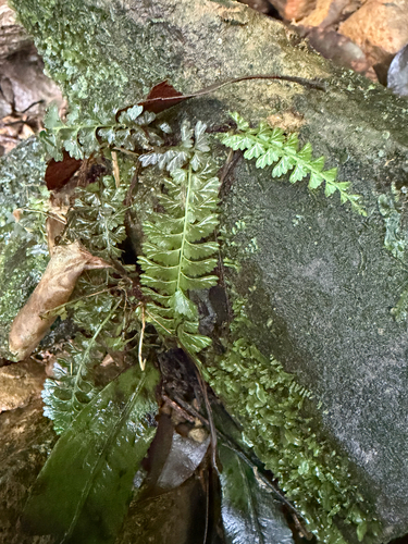 Lindsaea yaeyamensis observed 2026-06-13