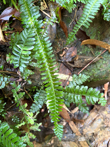 Lindsaea yaeyamensis observed 2026-06-13
