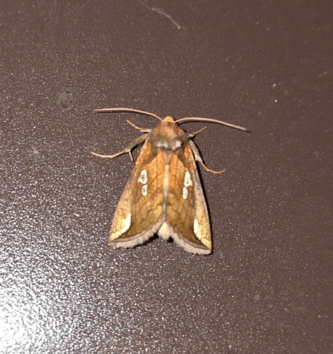 Putnam's Looper Moth