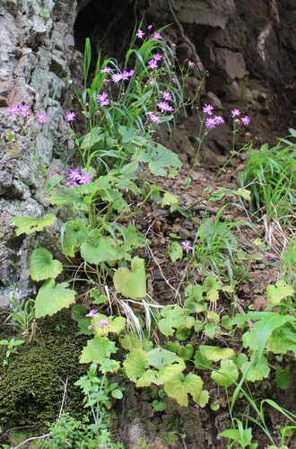 Pericallis tussilaginis, photograph 2