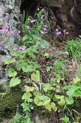 Pericallis tussilaginis, photograph (c) Lídia Carrera, some rights reserved (CC BY)